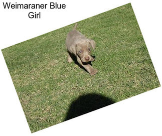 Weimaraner Blue Girl