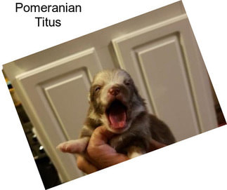 Pomeranian Titus