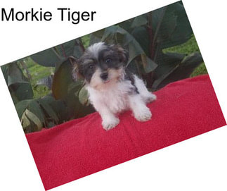 Morkie Tiger