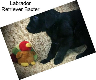 Labrador Retriever Baxter