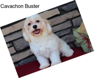 Cavachon Buster