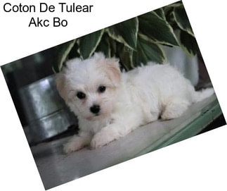 Coton De Tulear Akc Bo