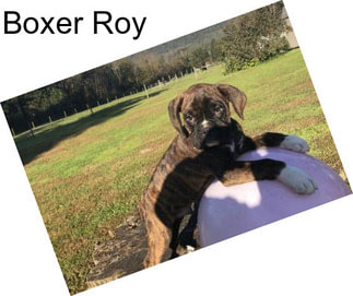 Boxer Roy