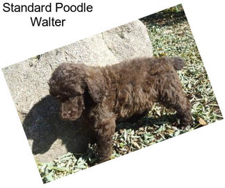 Standard Poodle Walter