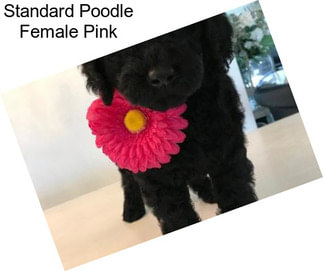 Standard Poodle Female Pink
