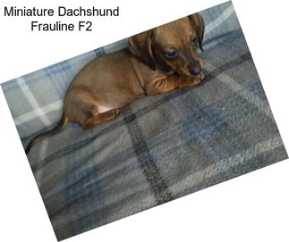 Miniature Dachshund Frauline F2