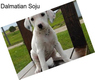 Dalmatian Soju