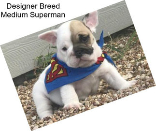 Designer Breed Medium Superman