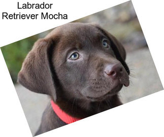 Labrador Retriever Mocha