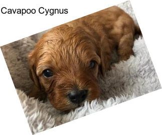 Cavapoo Cygnus