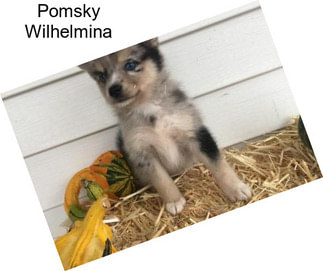 Pomsky Wilhelmina