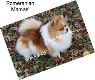 Pomeranian Mamas\'