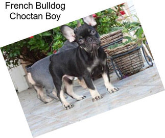 French Bulldog Choctan Boy