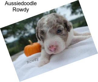 Aussiedoodle Rowdy
