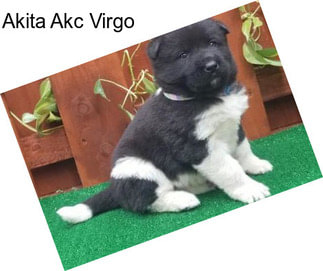 Akita Akc Virgo