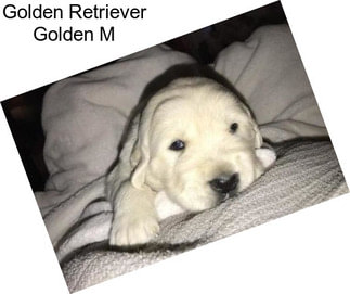 Golden Retriever Golden M