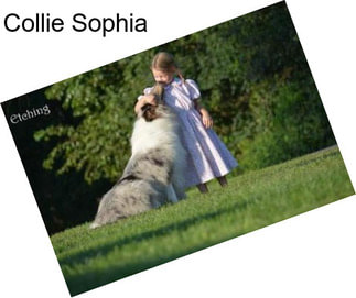 Collie Sophia