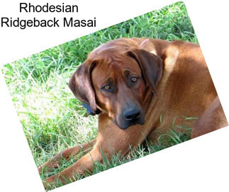 Rhodesian Ridgeback Masai