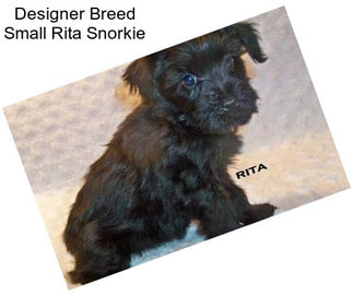 Designer Breed Small Rita Snorkie