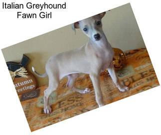 Italian Greyhound Fawn Girl