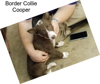 Border Collie Cooper