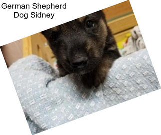 German Shepherd Dog Sidney