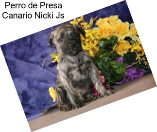 Perro de Presa Canario Nicki Js