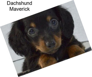 Dachshund Maverick