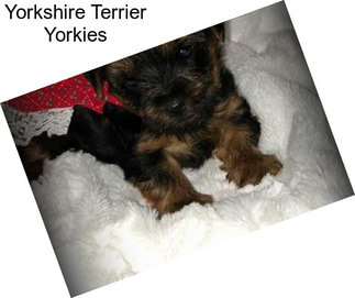 Yorkshire Terrier Yorkies