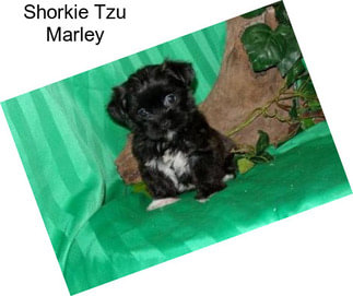 Shorkie Tzu Marley