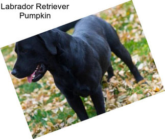 Labrador Retriever Pumpkin