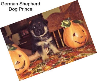 German Shepherd Dog Prince