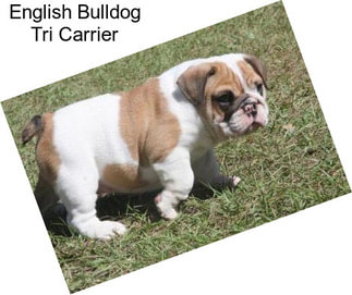 English Bulldog Tri Carrier