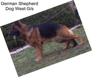 German Shepherd Dog West G/s