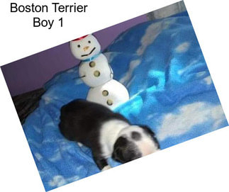 Boston Terrier Boy 1