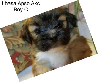 Lhasa Apso Akc Boy C