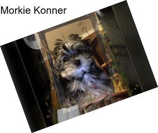 Morkie Konner