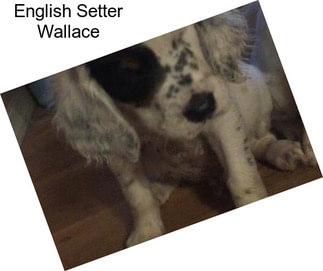 English Setter Wallace