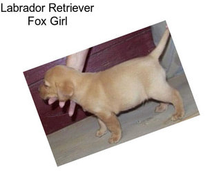 Labrador Retriever Fox Girl