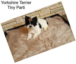 Yorkshire Terrier Tiny Parti