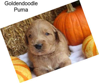 Goldendoodle Puma