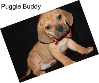 Puggle Buddy