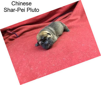 Chinese Shar-Pei Pluto