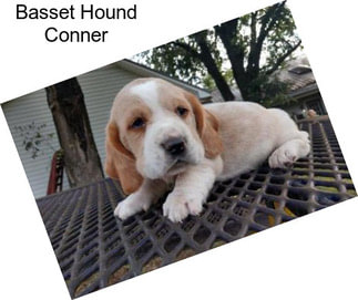 Basset Hound Conner