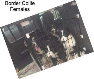 Border Collie Females