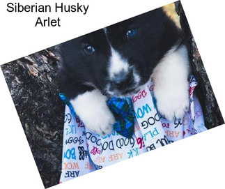 Siberian Husky Arlet