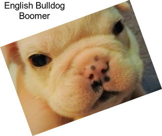 English Bulldog Boomer