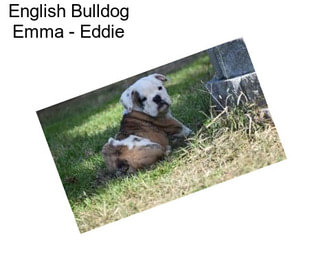 English Bulldog Emma - Eddie