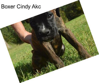 Boxer Cindy Akc