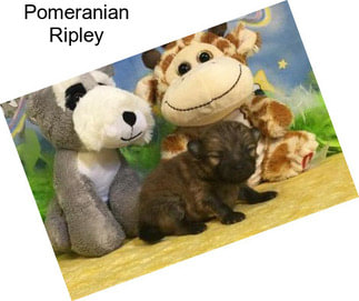 Pomeranian Ripley